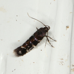 Stagmatophora argyrostrepta