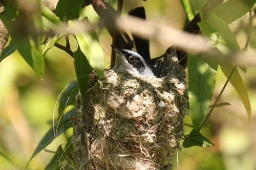 Masked Gnatcatcher (Polioptila dumicola), photo 6