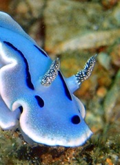 Chromodoris willani