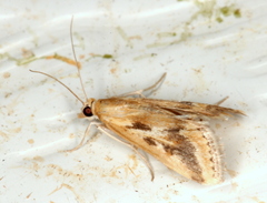 Achyra massalis