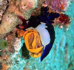 Nembrotha chamberlaini