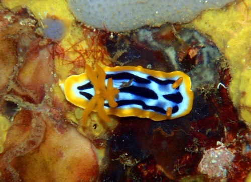 Streaked Chromodoris