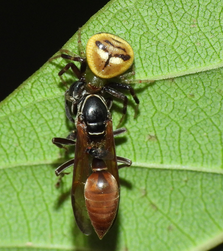Polybia punctata