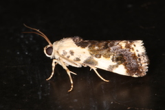 Acontia nivipicta