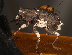 Aesiotes leucurus