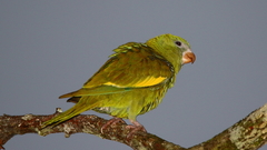 Brotogeris versicolurus