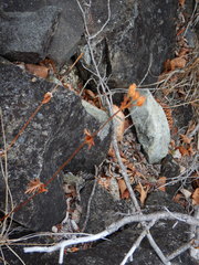 Potentilla litoralis