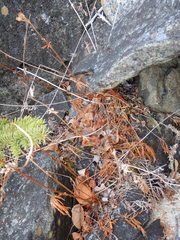 Potentilla litoralis