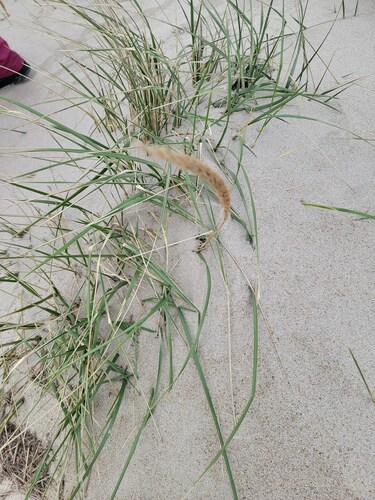 Ammophila observed 2023-11-12
