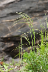 Poa sichotensis