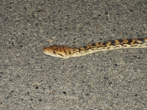 Australian Scrub Python sighting