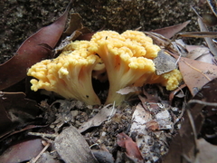 Ramaria capitata
