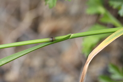 Poa sichotensis