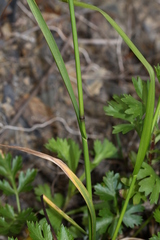 Poa sichotensis