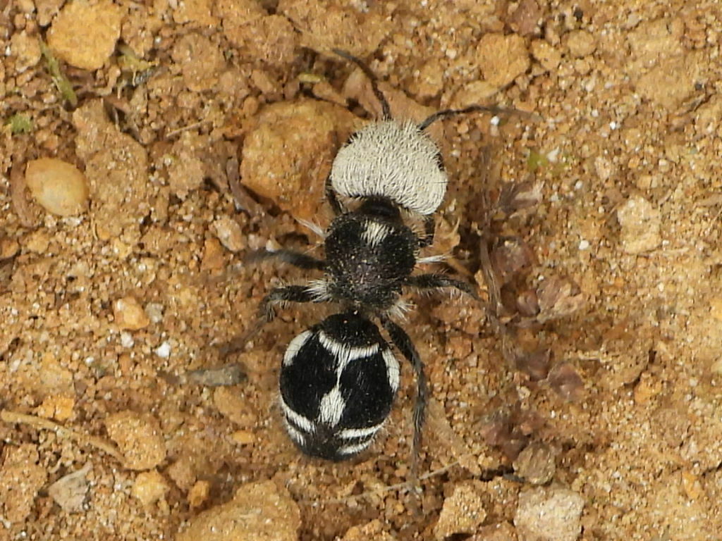 Panda Ant from Concepcion, Bío Bío, Chile on November 10, 2023 at 01:31 ...