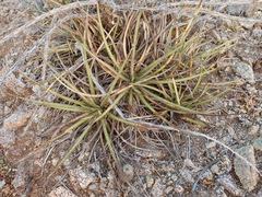 Agave felgeri