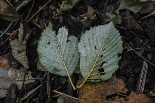 Phyllactinia alnicola observed 2023-11-03