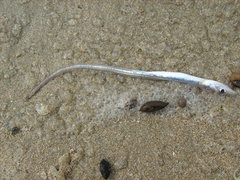 Gnathophis