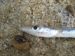 Gnathophis