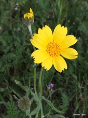 Monolopia lanceolata