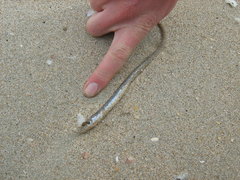Gnathophis