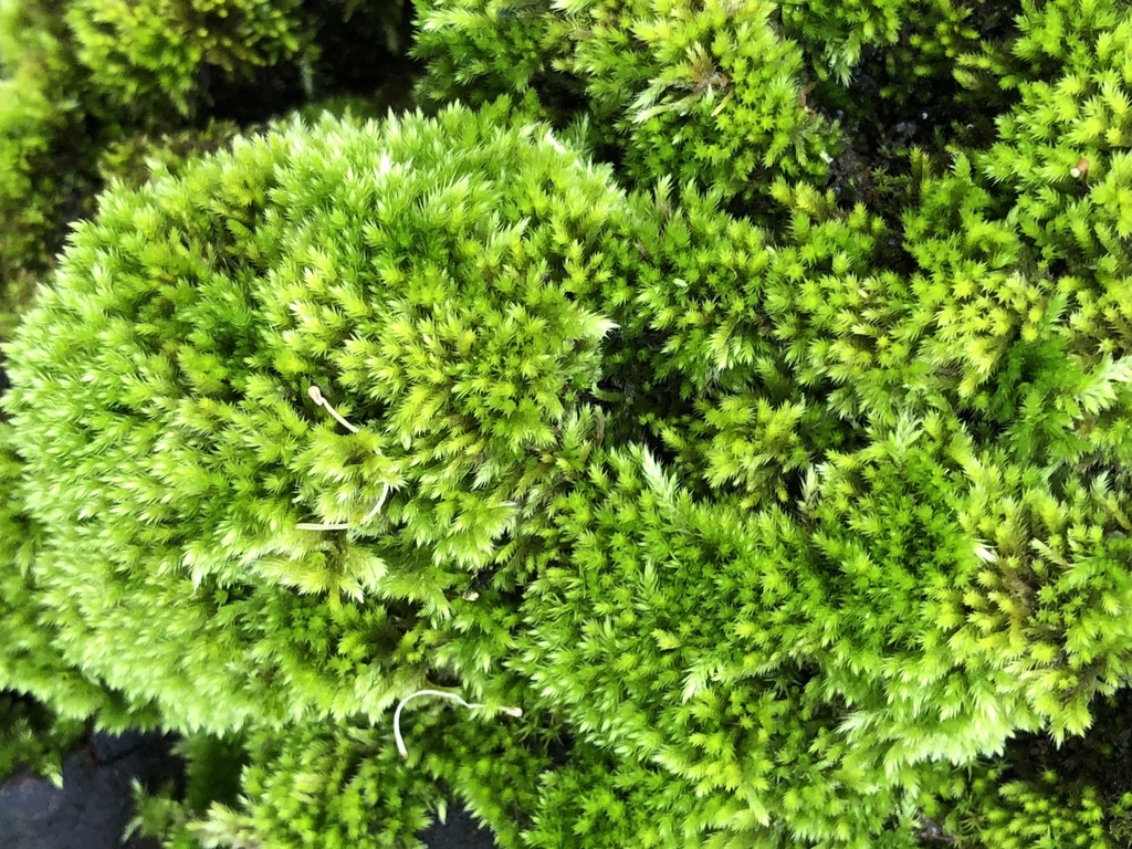 homalothecium mosses