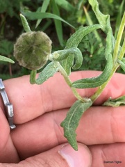 Monolopia lanceolata