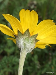 Monolopia lanceolata