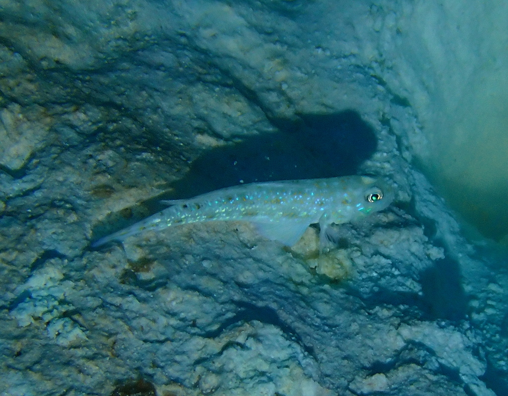 Spinecheek goby
