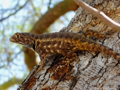Sceloporus zosteromus