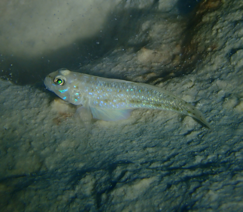 Spinecheek goby