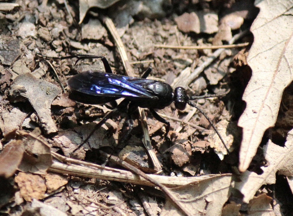 Calopompilus fortis