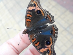 Junonia genoveva hilaris