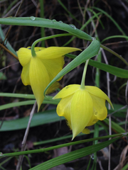 Calochortus pulchellus
