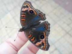 Junonia genoveva hilaris