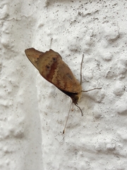 Junonia genoveva hilaris