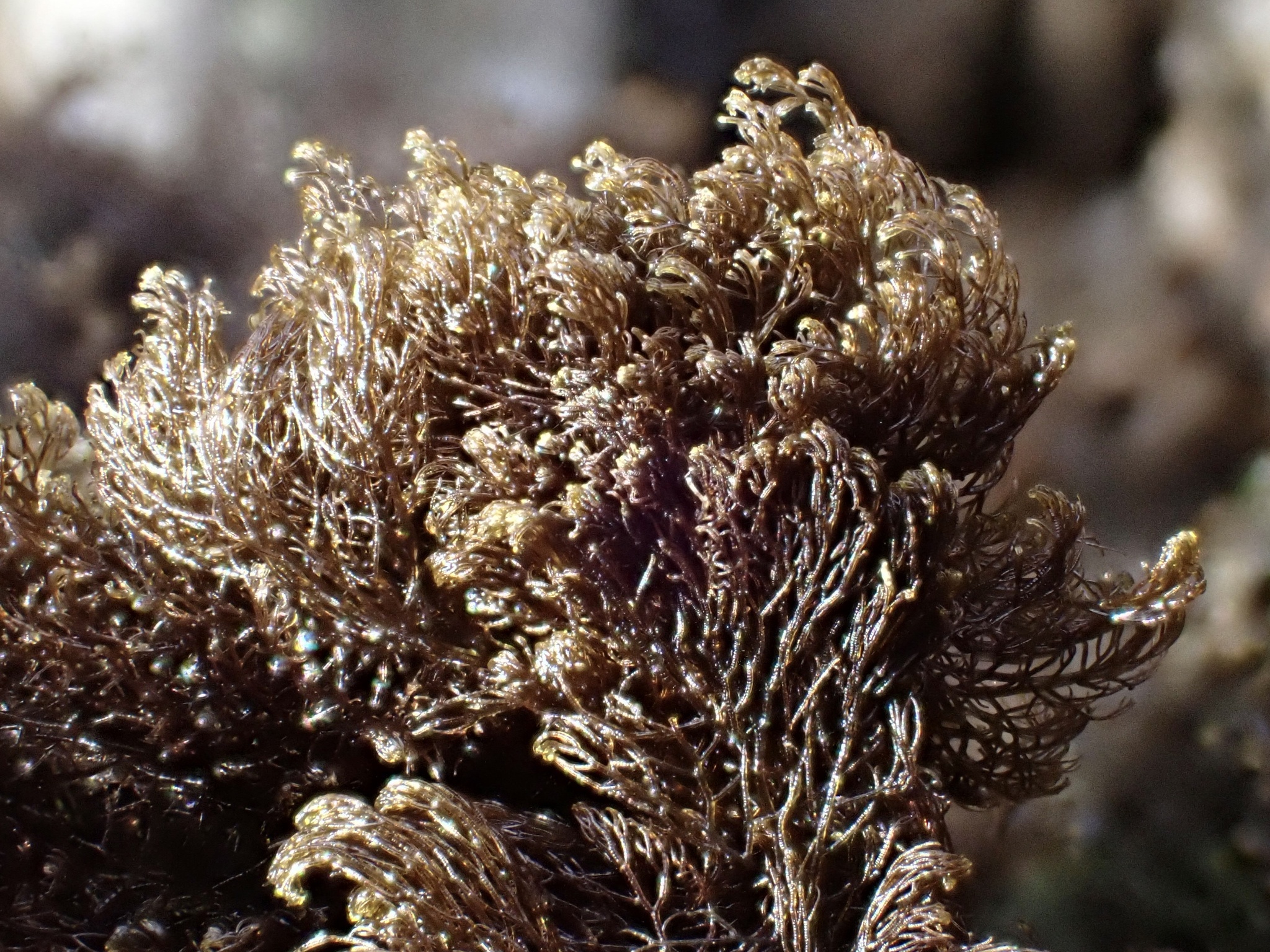 Bostrychia radicans