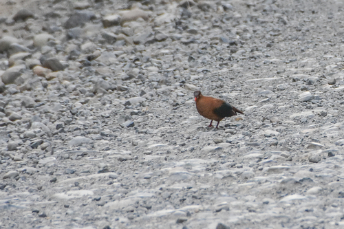 Stephan's Emerald Dove (Chalcophaps stephani), photo 10