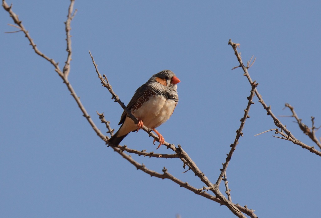 Zebra Finch (Australian)