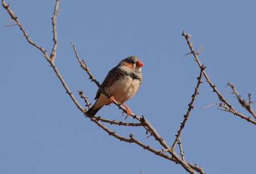 Zebra Finch (Australian)