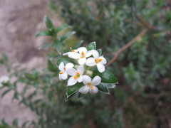 Pimelea pseudolyallii