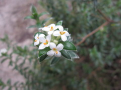 Pimelea pseudolyallii