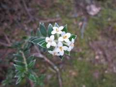 Pimelea pseudolyallii