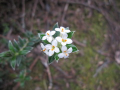 Pimelea pseudolyallii