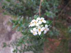 Pimelea pseudolyallii