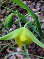 Calochortus pulchellus