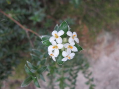 Pimelea pseudolyallii