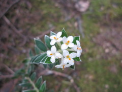 Pimelea pseudolyallii