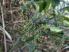 Stachyurus himalaicus