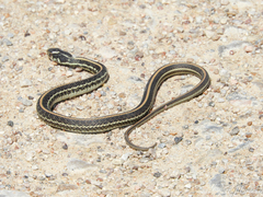 Thamnophis sirtalis annectens
